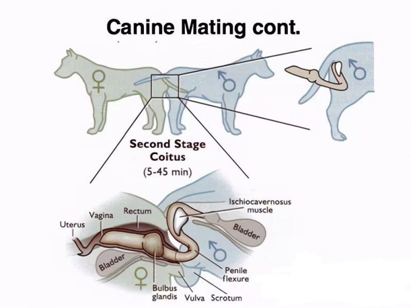 奇女子饥渴难耐 为泄欲竟强奸爱犬 不料事后难以拔出被120拉走 现场完整版视频曝光！